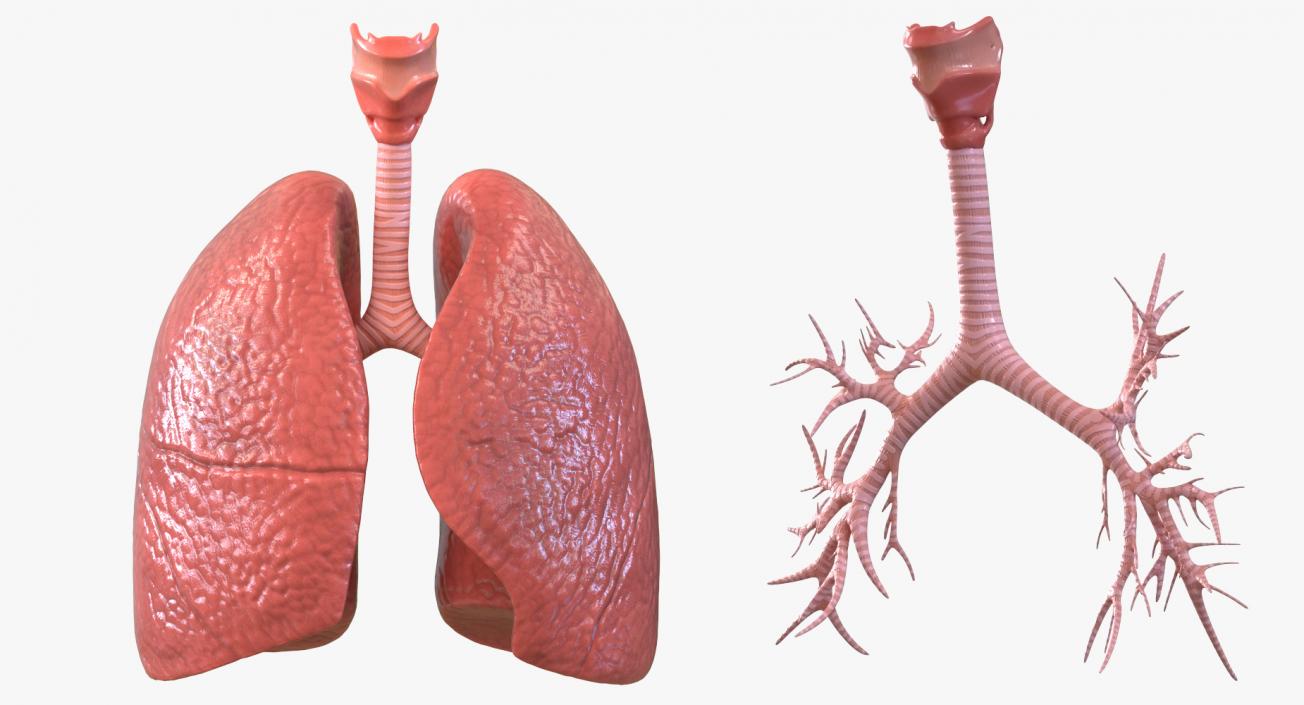 Female Ribcage Skeleton with Respiratory System 3D