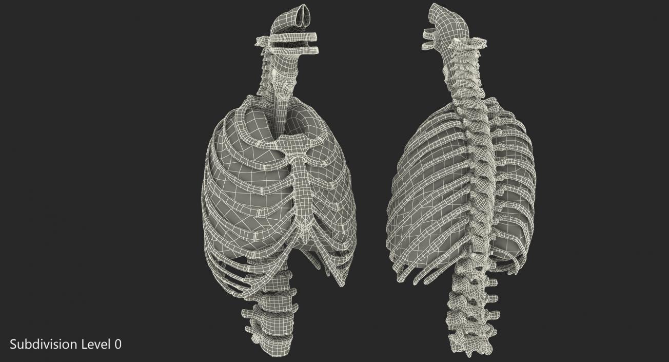 Female Ribcage Skeleton with Respiratory System 3D