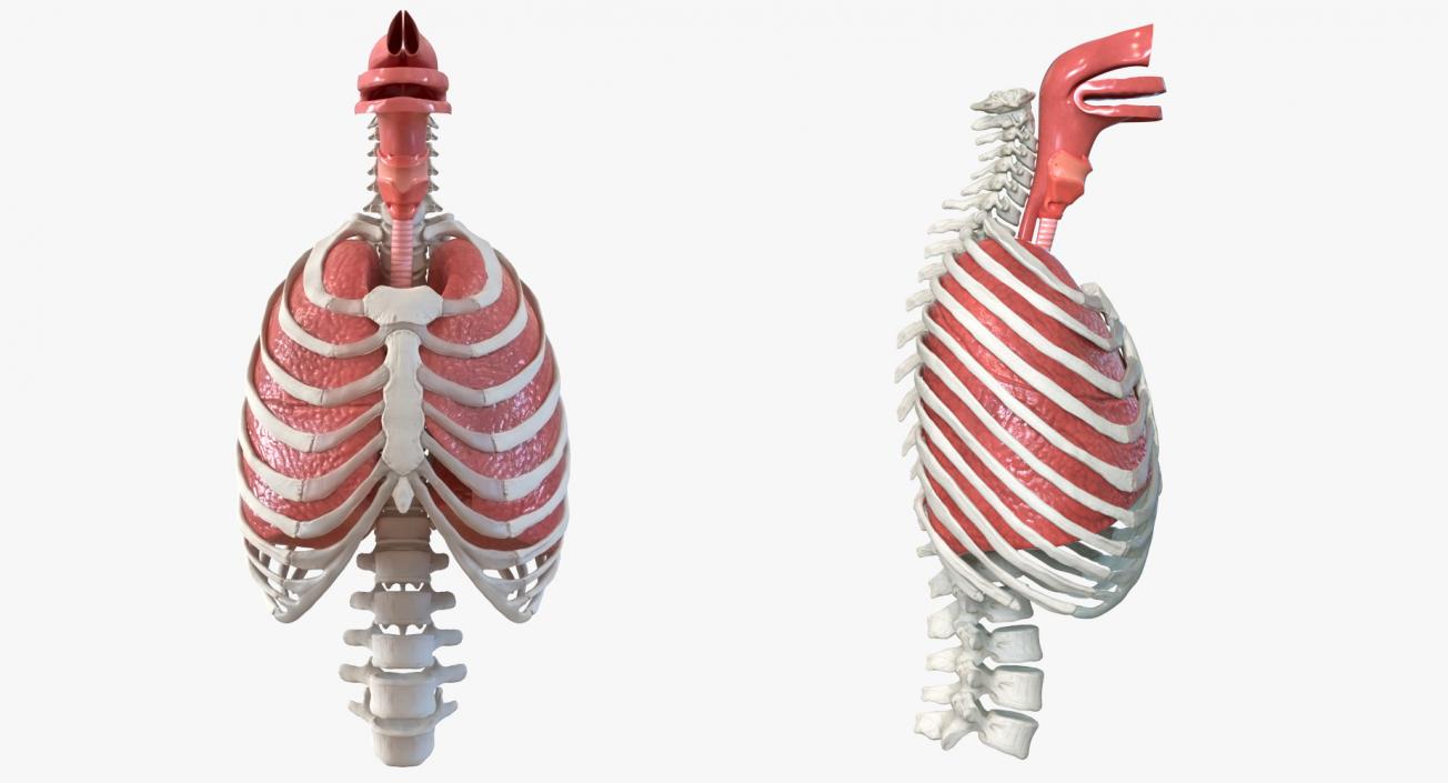 Female Ribcage Skeleton with Respiratory System 3D