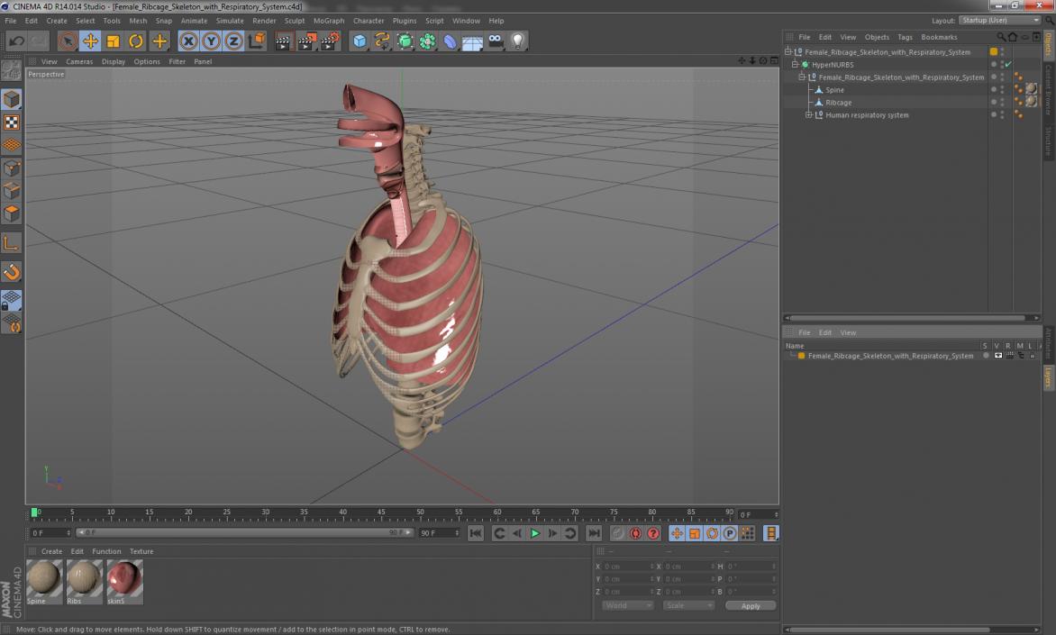 Female Ribcage Skeleton with Respiratory System 3D