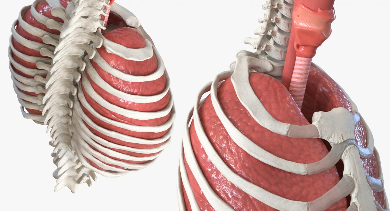 Female Ribcage Skeleton with Respiratory System 3D