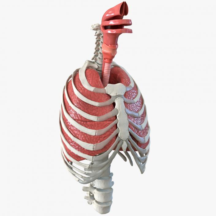 Female Ribcage Skeleton with Respiratory System 3D