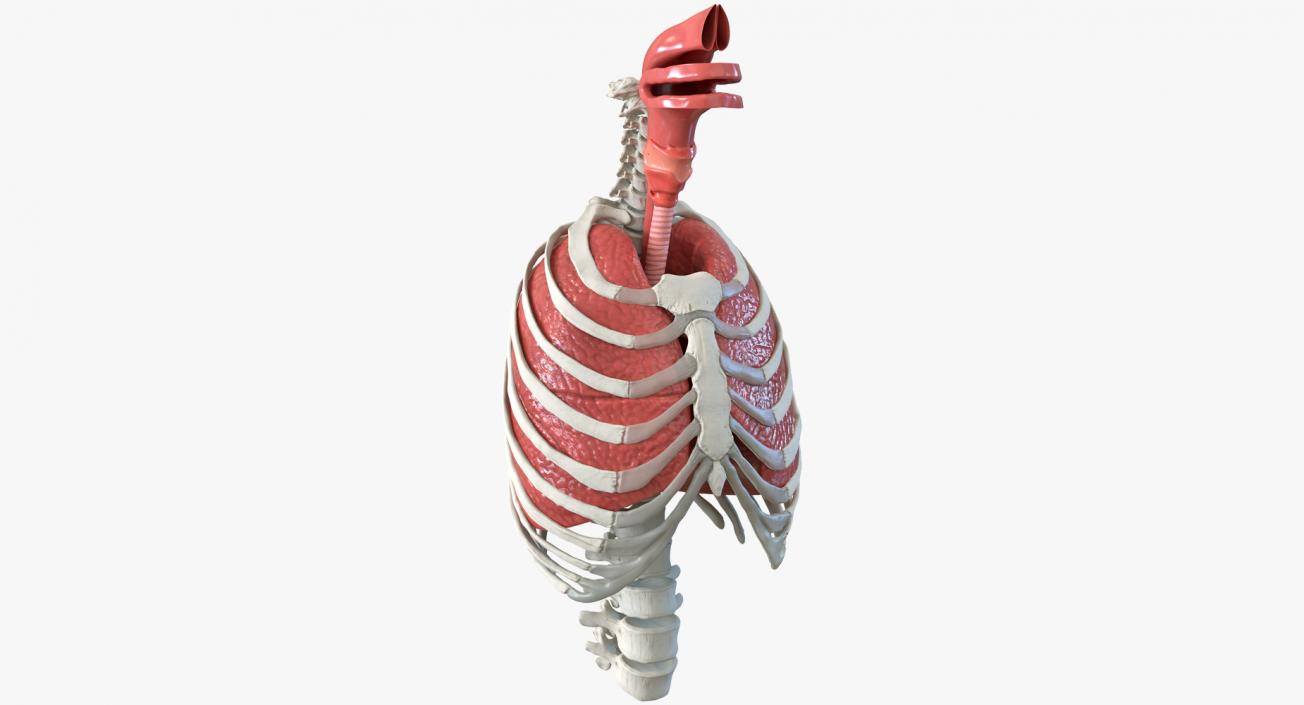 Female Ribcage Skeleton with Respiratory System 3D