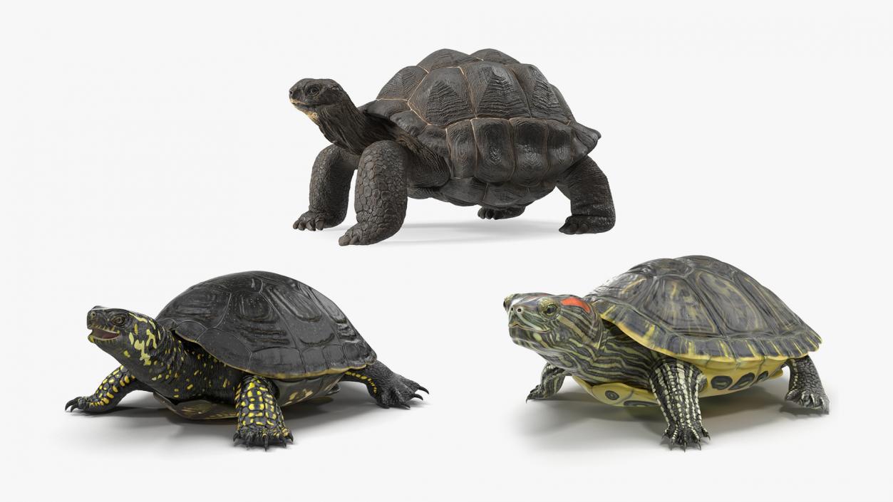 3D model Turtles Collection 4