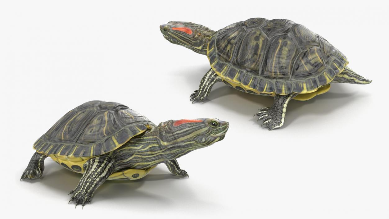 3D model Turtles Collection 4