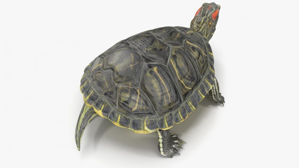 3D model Turtles Collection 4