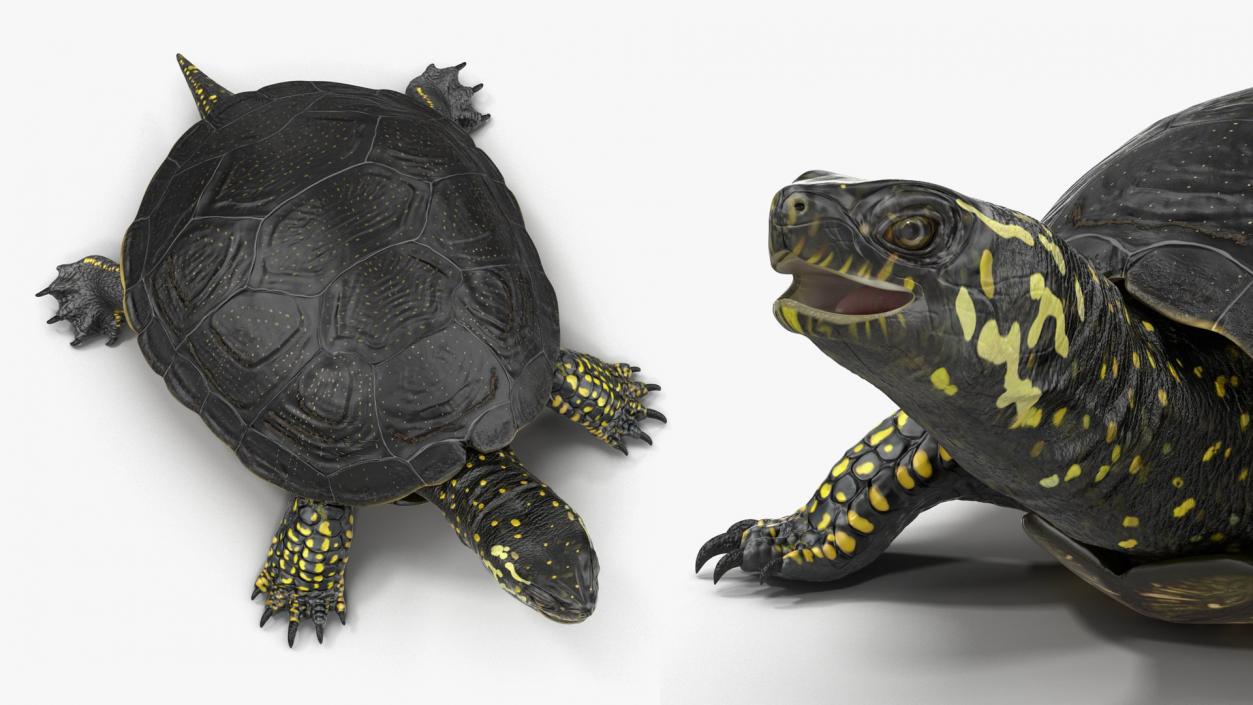 3D model Turtles Collection 4