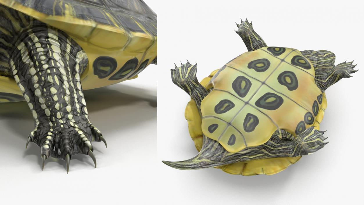 3D model Turtles Collection 4