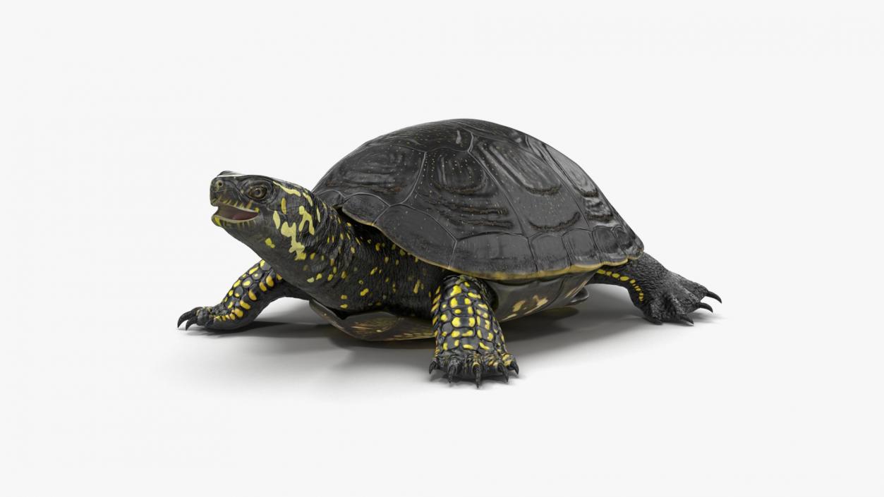 3D model Turtles Collection 4