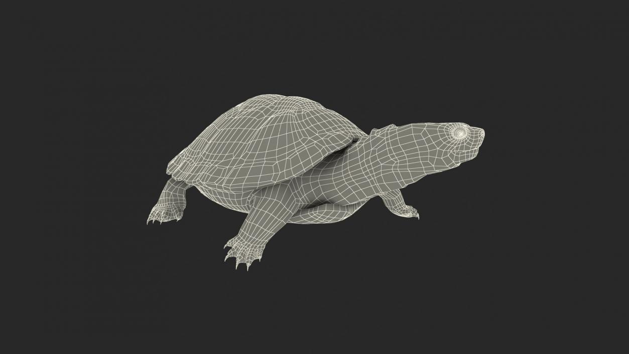 3D model Turtles Collection 4