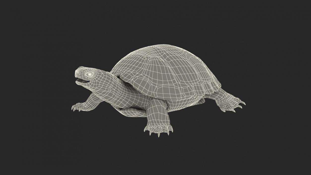 3D model Turtles Collection 4