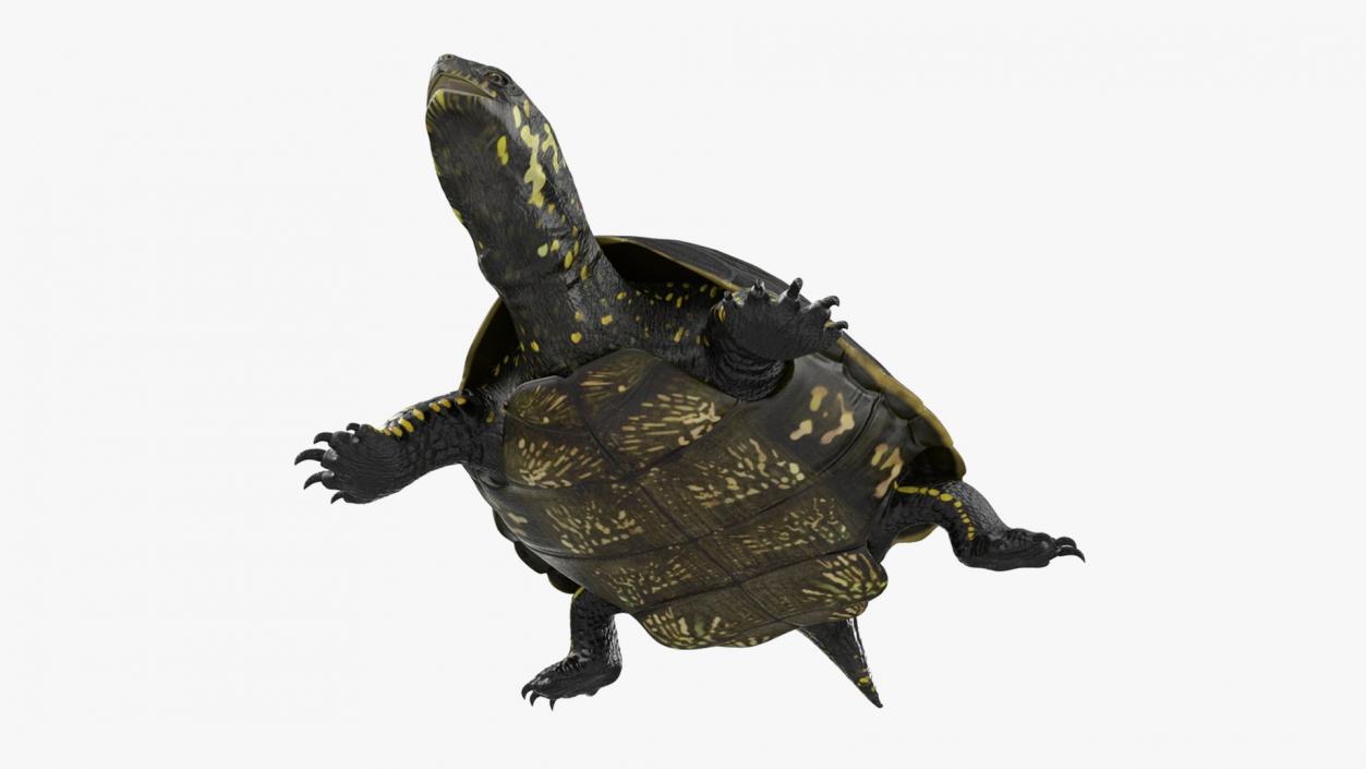 3D model Turtles Collection 4