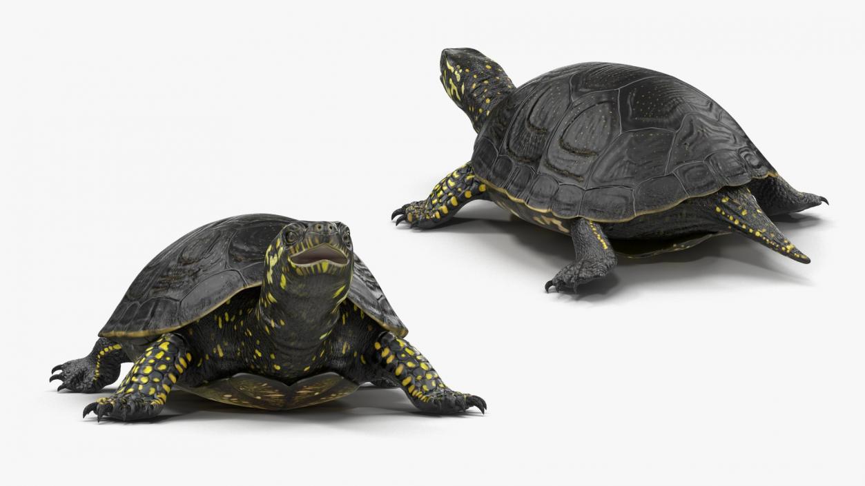 3D model Turtles Collection 4