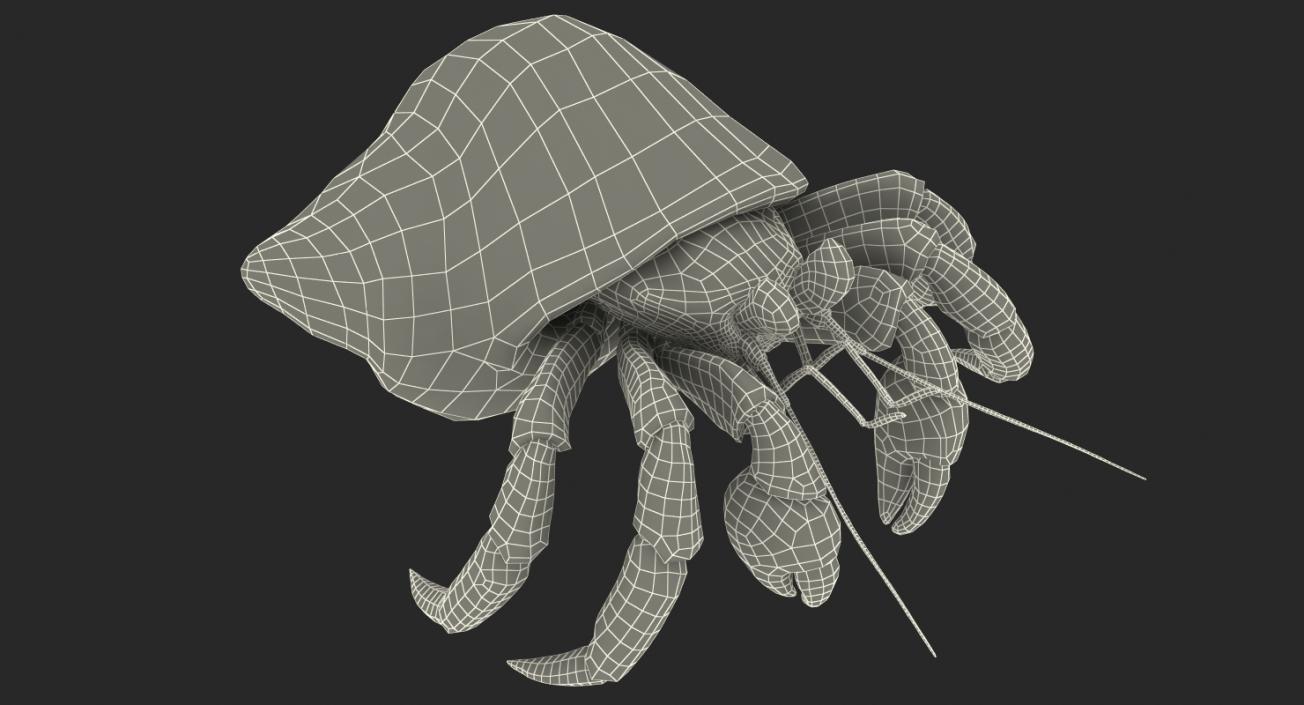 3D model Hermit Crab with Fur