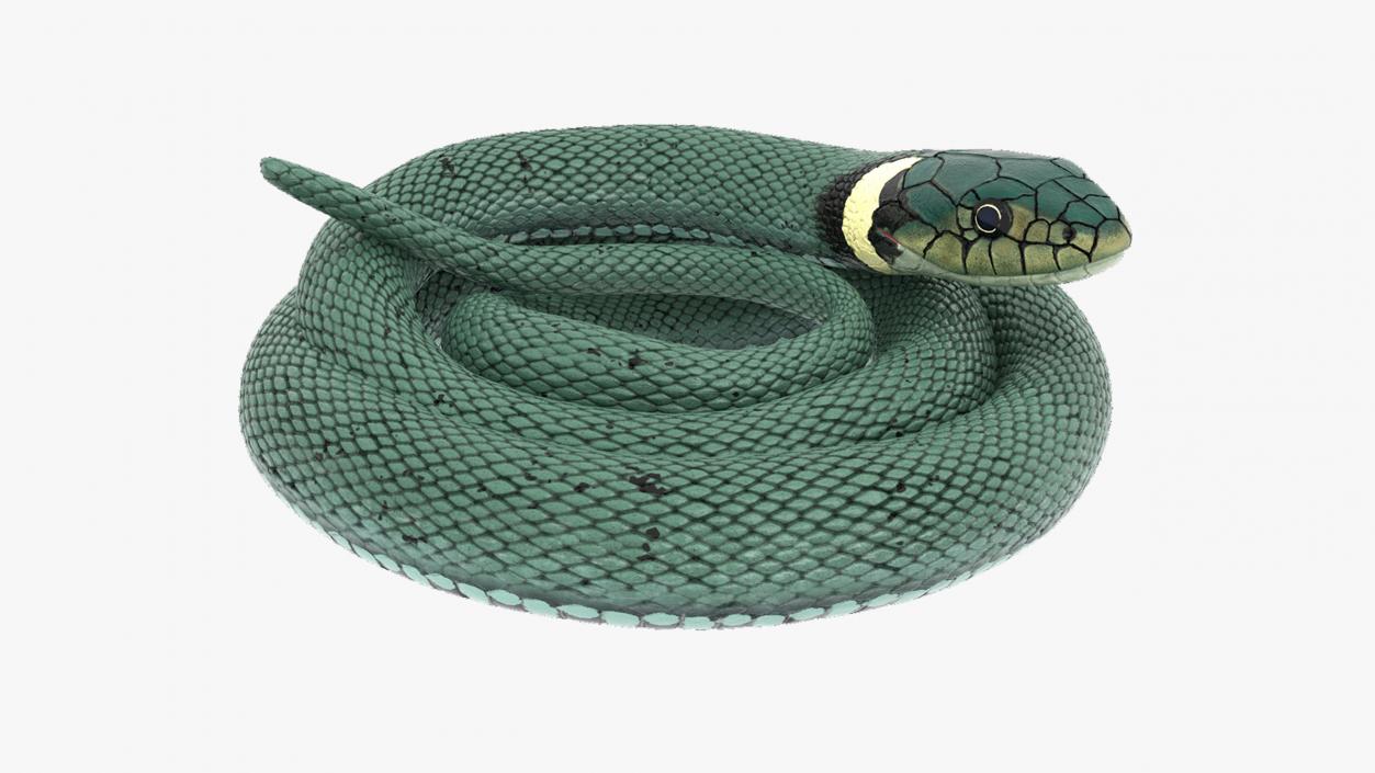 3D model Grass Snake Green Rigged for Maya 2