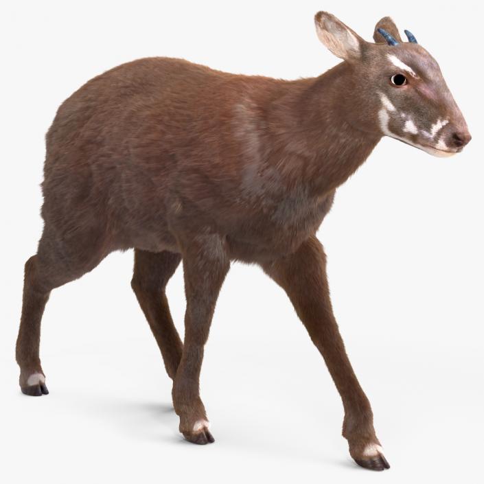 Saola Walking Pose Fur 2 3D model