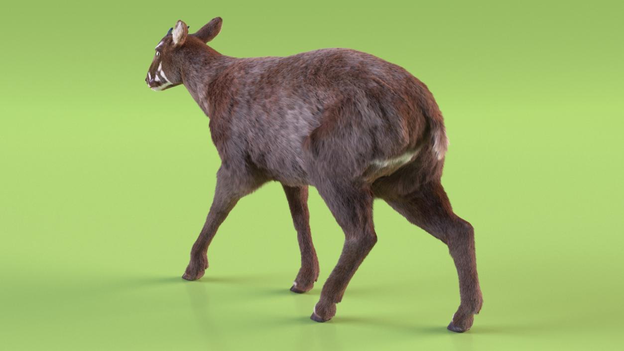 Saola Walking Pose Fur 2 3D model