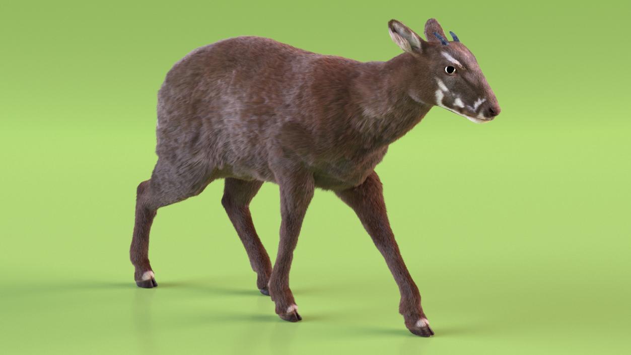 Saola Walking Pose Fur 2 3D model