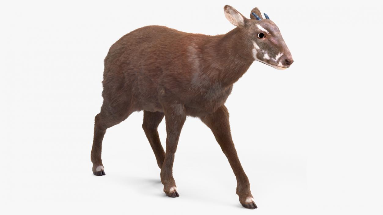 Saola Walking Pose Fur 2 3D model