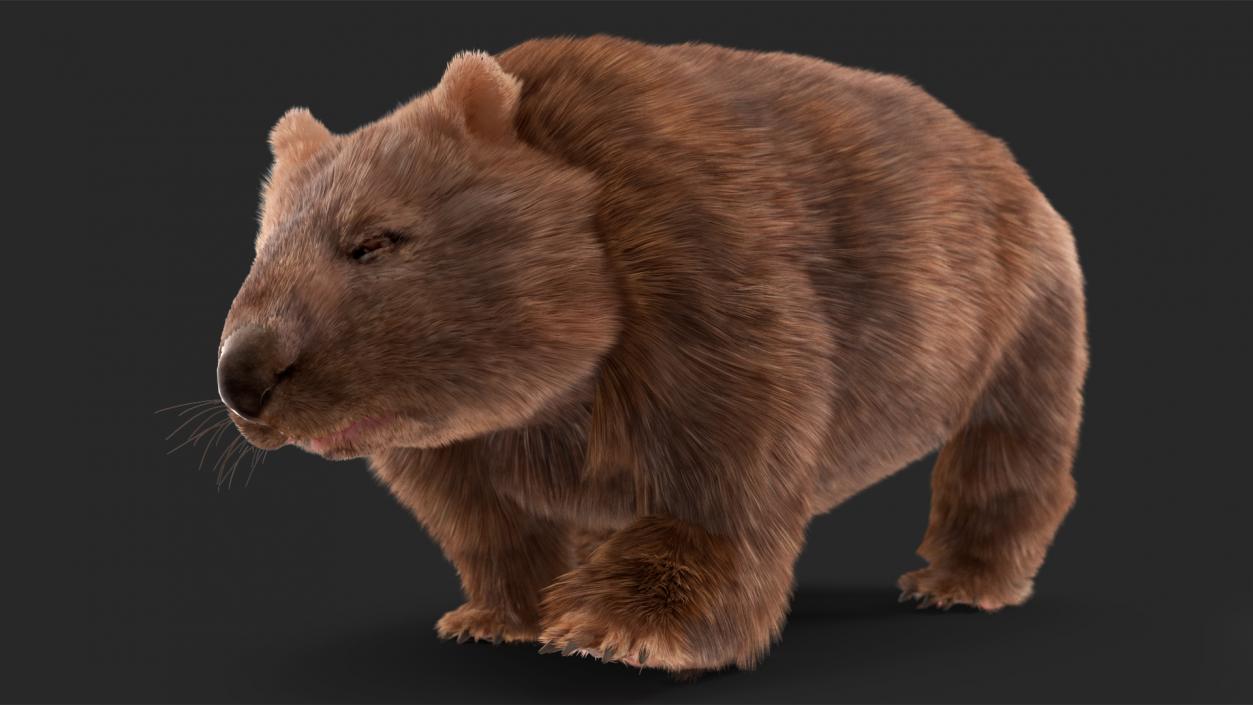 3D Brown Wombat Fur Rigged model