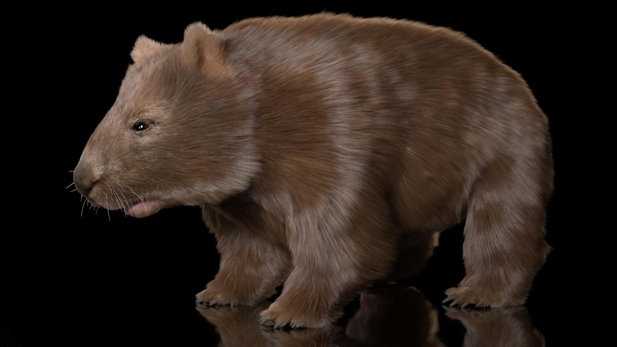 3D Brown Wombat Fur Rigged model