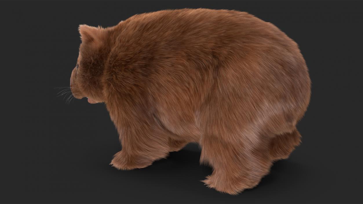 3D Brown Wombat Fur Rigged model