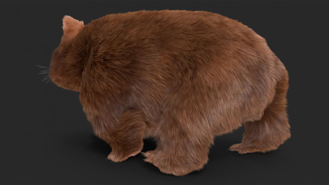 3D Brown Wombat Fur Rigged model