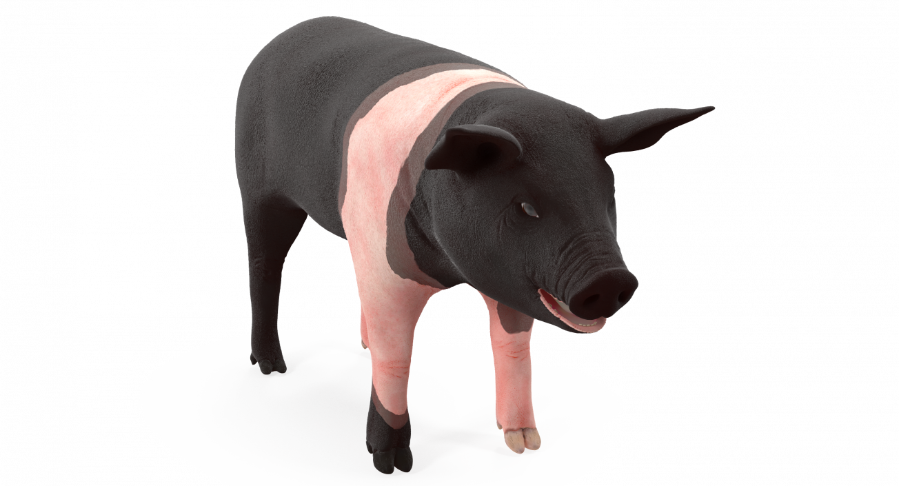 3D model Hampshire Pig Piglet