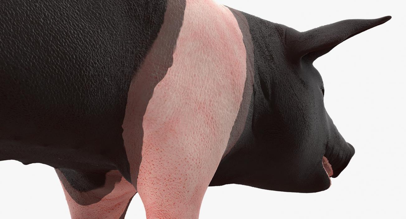 3D model Hampshire Pig Piglet