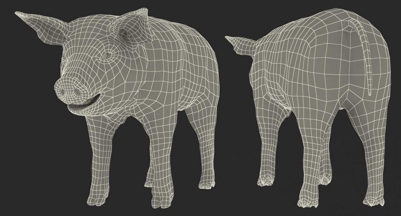 3D model Hampshire Pig Piglet