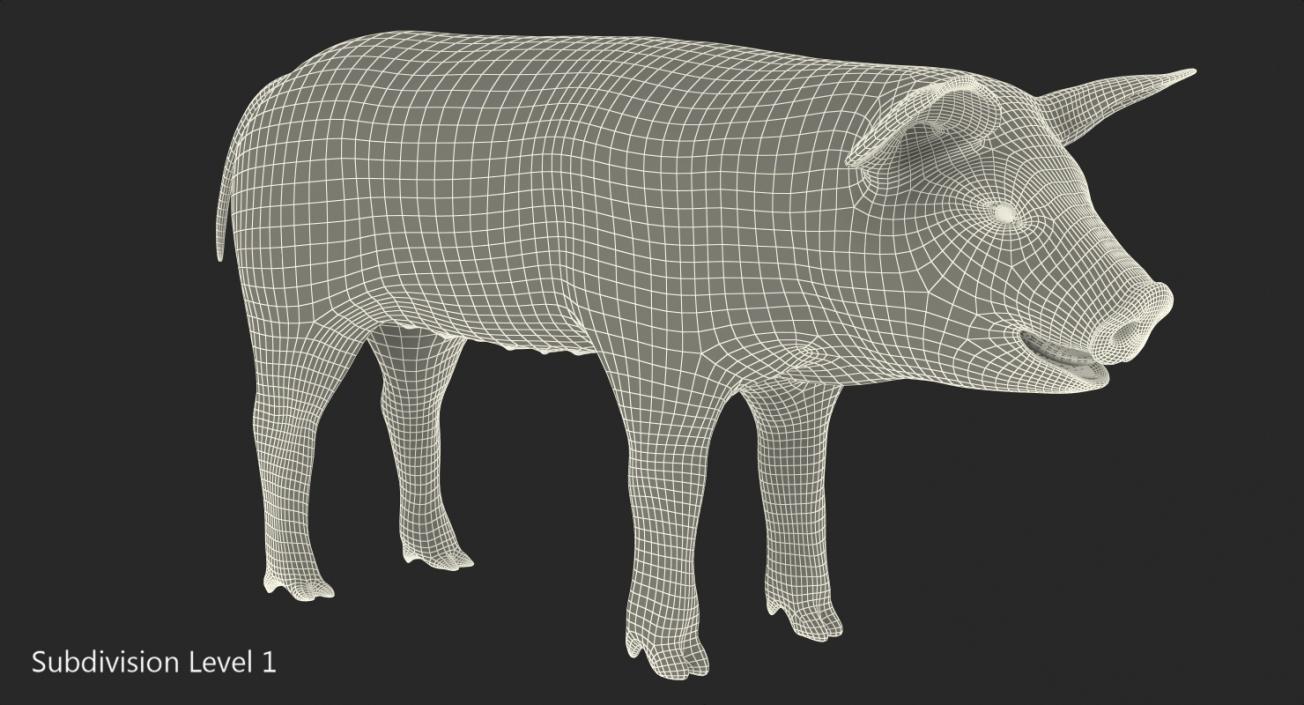 3D model Hampshire Pig Piglet