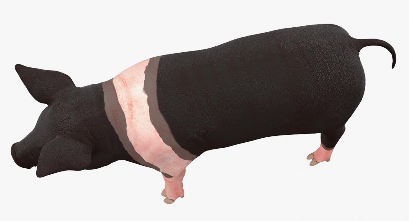 3D model Hampshire Pig Piglet