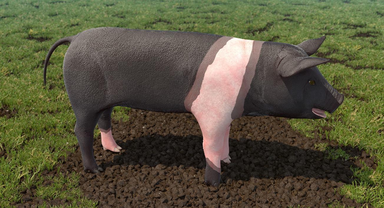 3D model Hampshire Pig Piglet