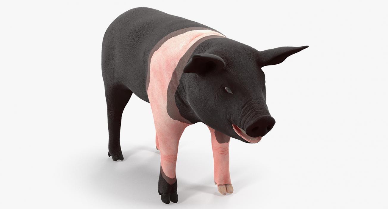 3D model Hampshire Pig Piglet