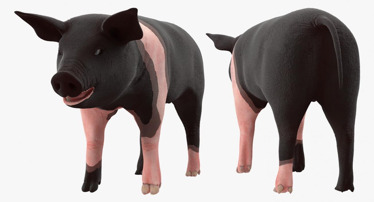 3D model Hampshire Pig Piglet