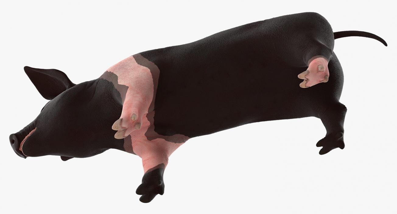 3D model Hampshire Pig Piglet