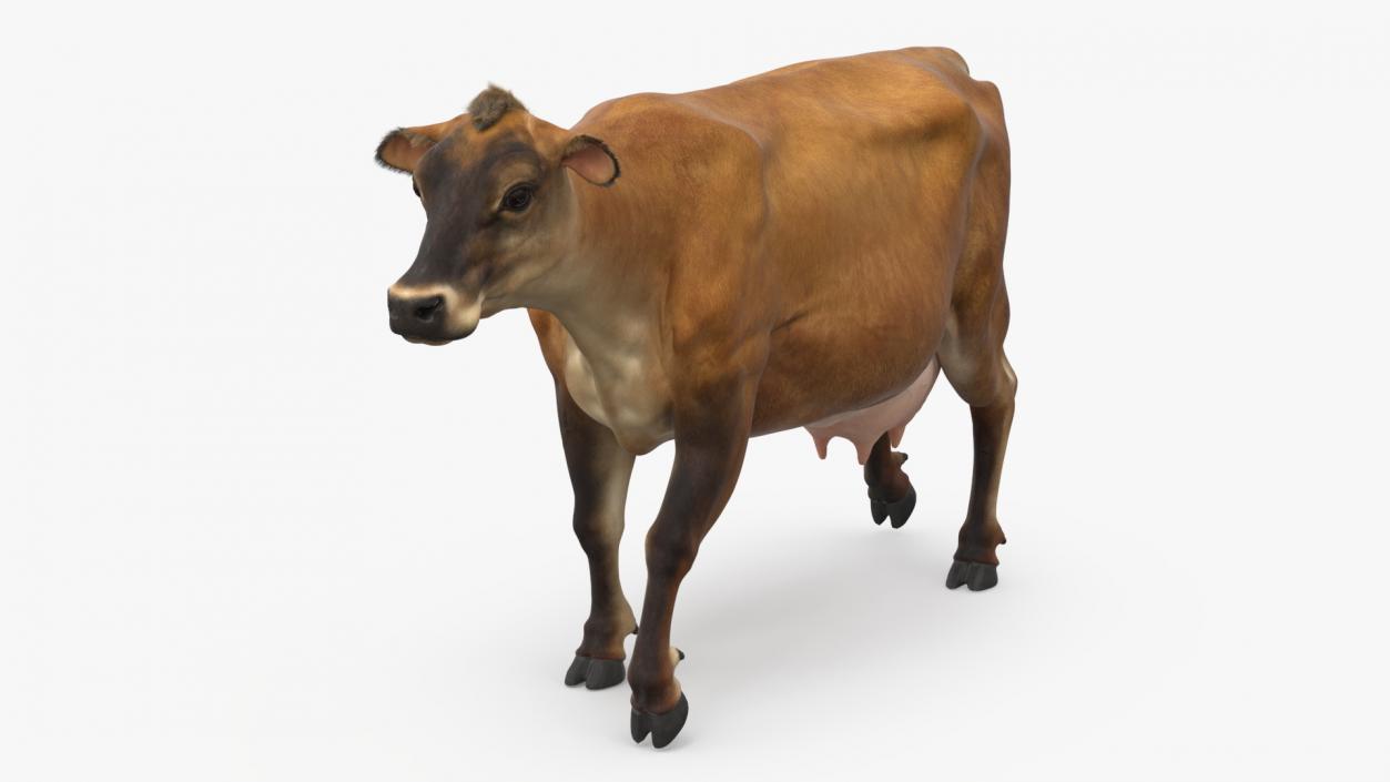 3D Jersey Heifer Brown Walking Fur