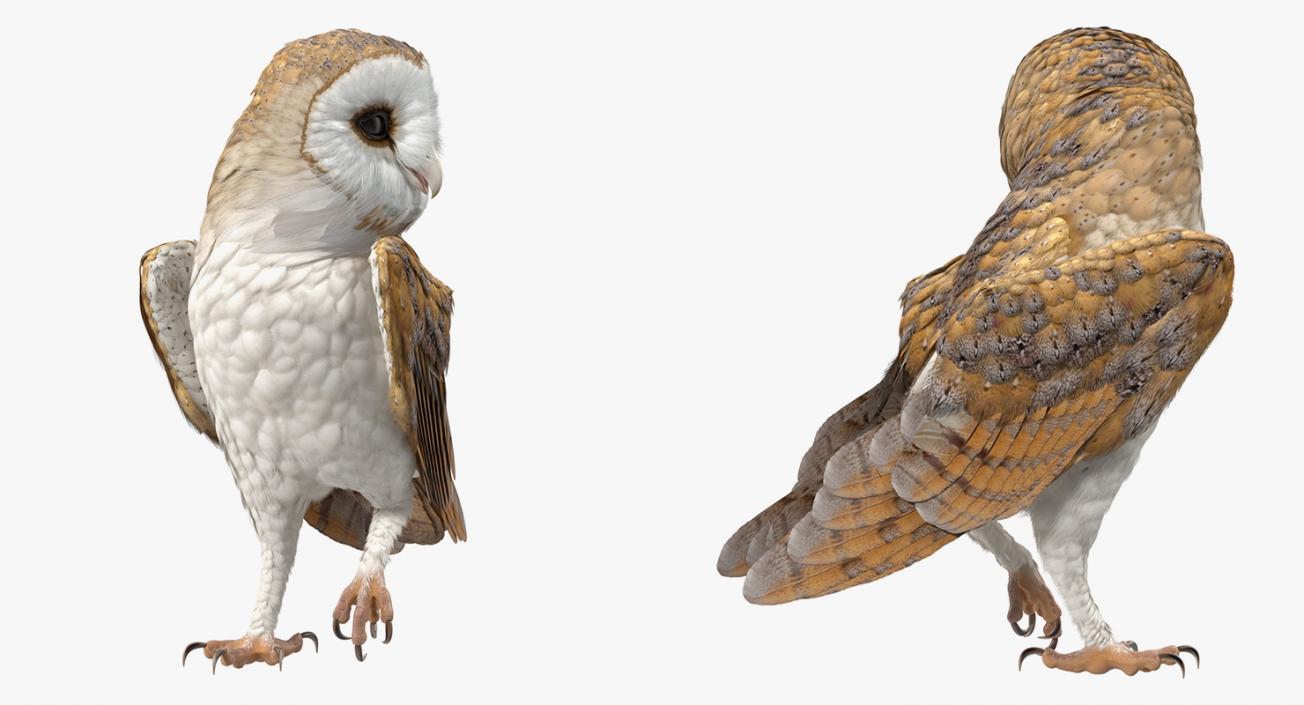 Barn Owl Standing 3D