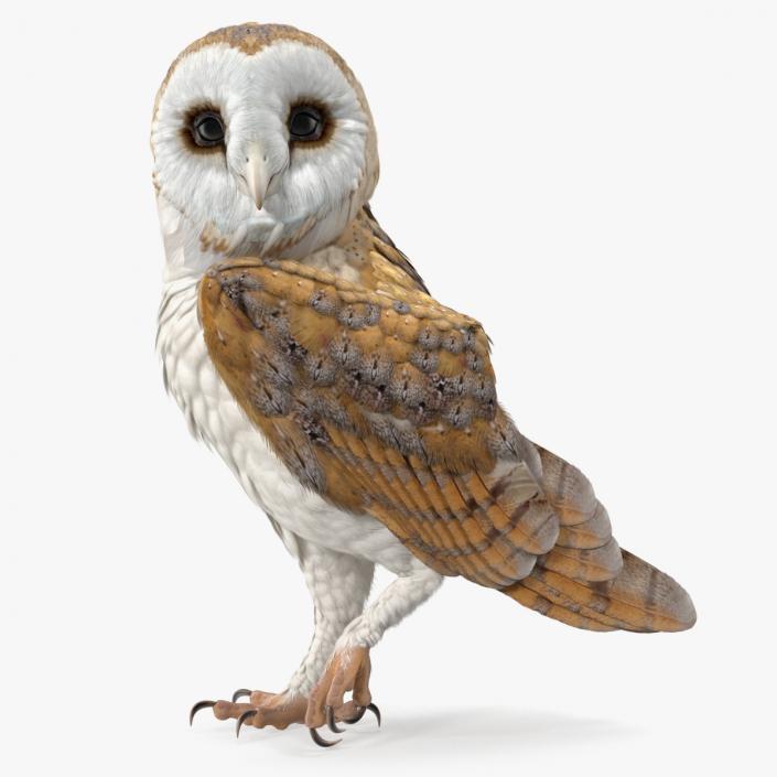 Barn Owl Standing 3D