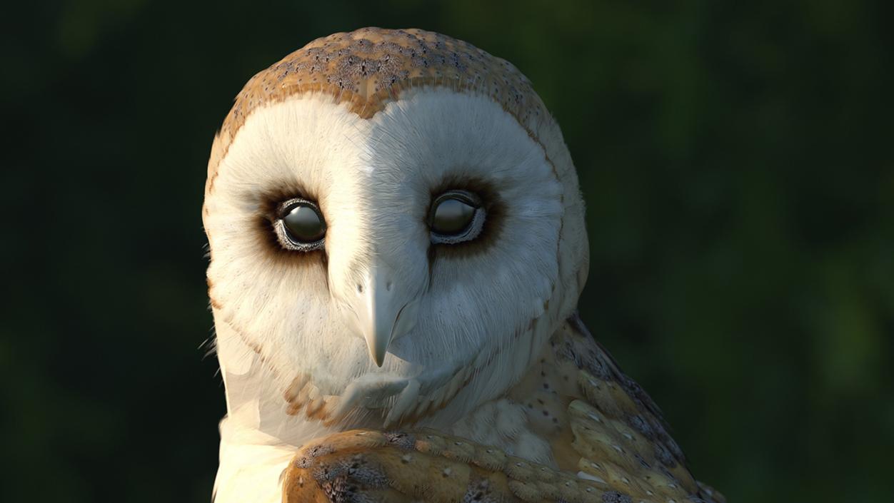 Barn Owl Standing 3D