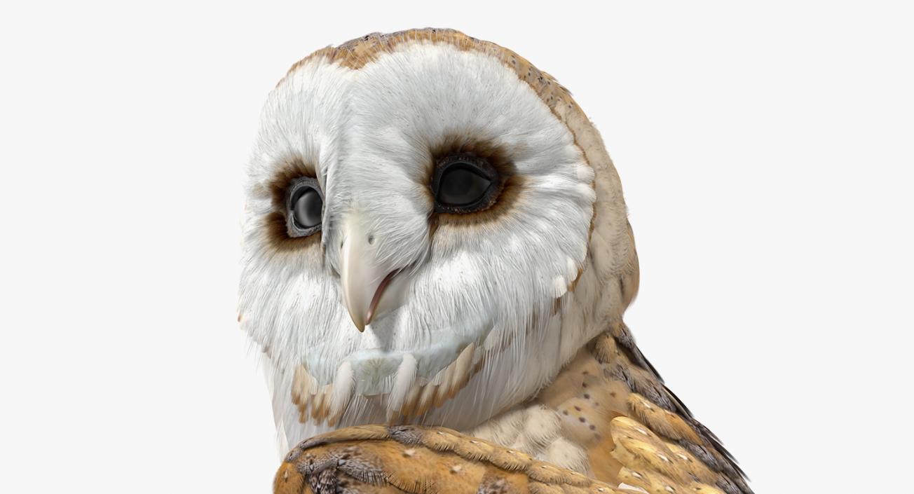 Barn Owl Standing 3D