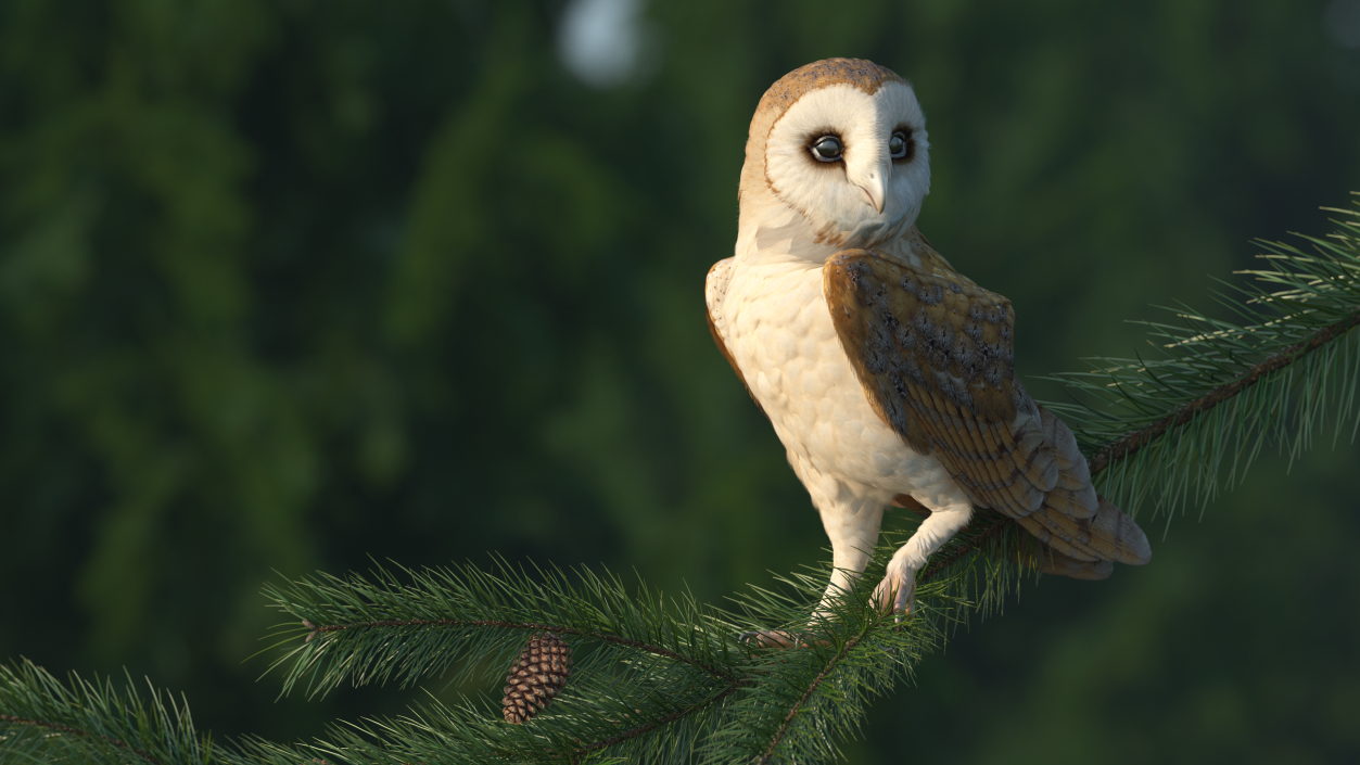 Barn Owl Standing 3D