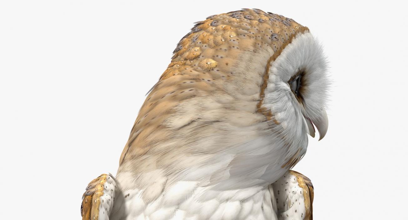 Barn Owl Standing 3D