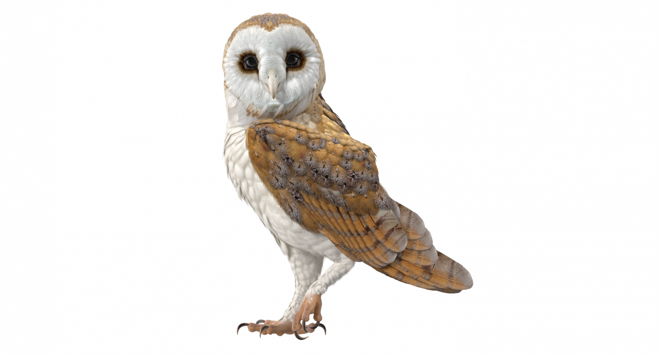 Barn Owl Standing 3D