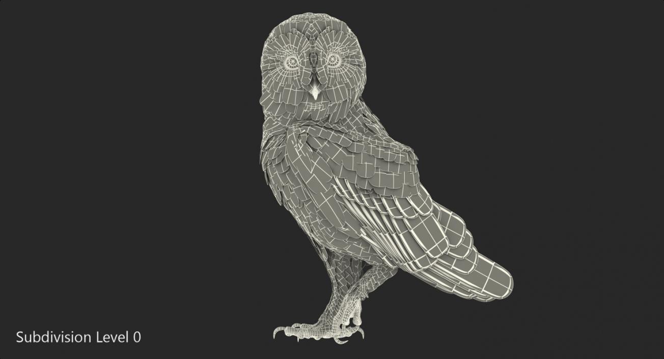 Barn Owl Standing 3D