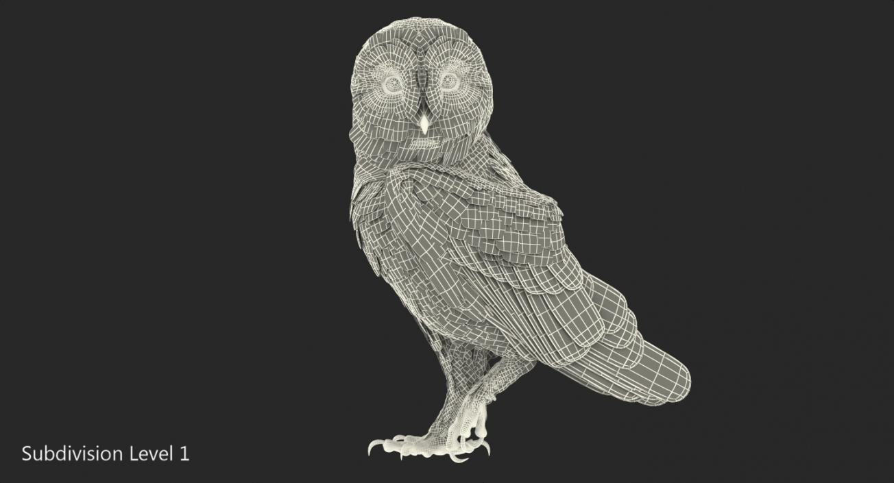 Barn Owl Standing 3D