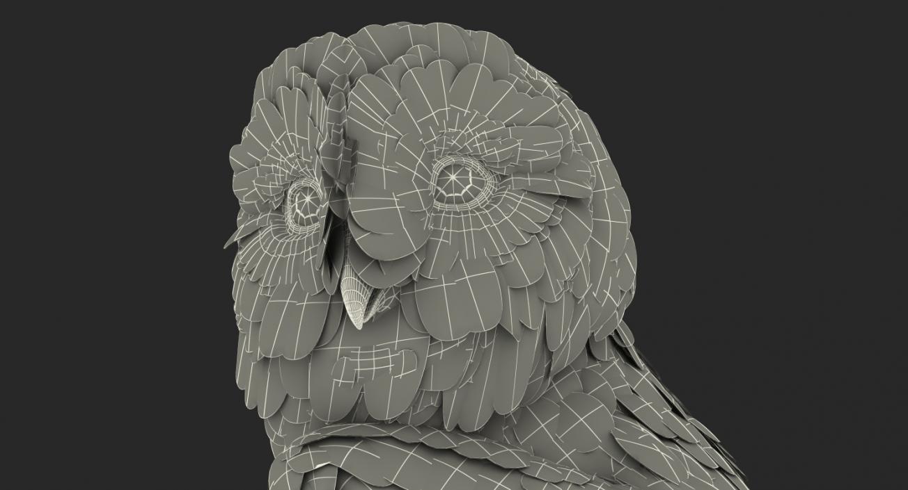 Barn Owl Standing 3D