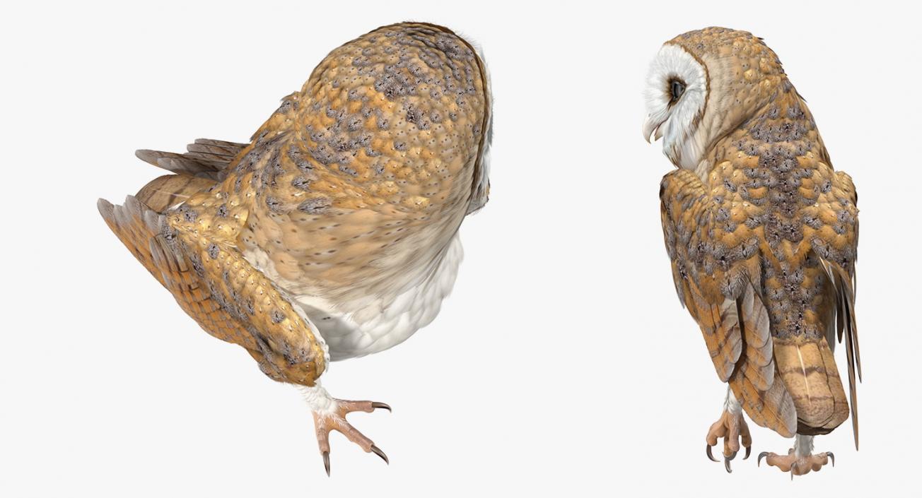 Barn Owl Standing 3D