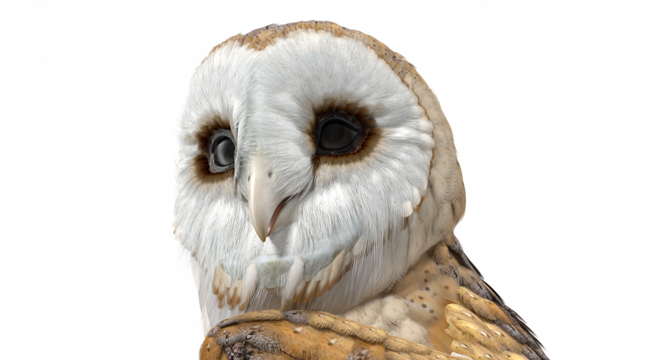 Barn Owl Standing 3D