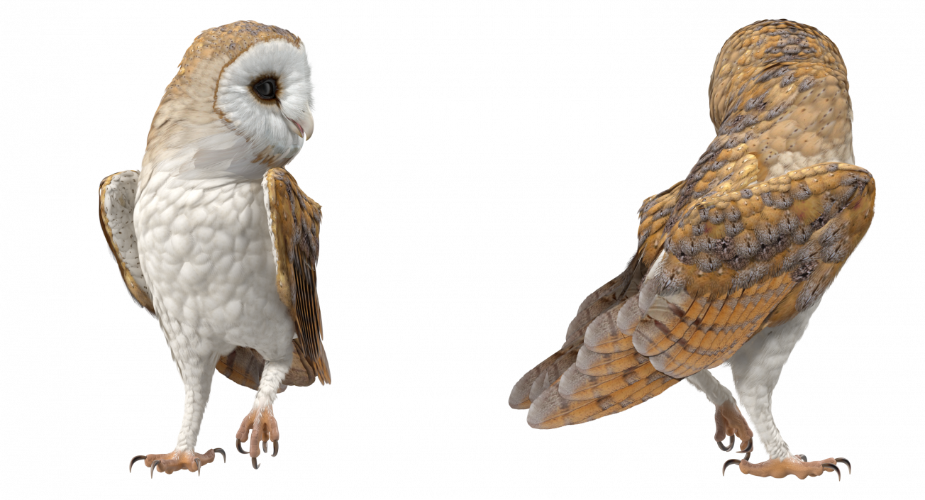 Barn Owl Standing 3D